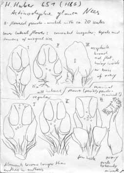 Vorschaubild Actinodaphne glauca Nees